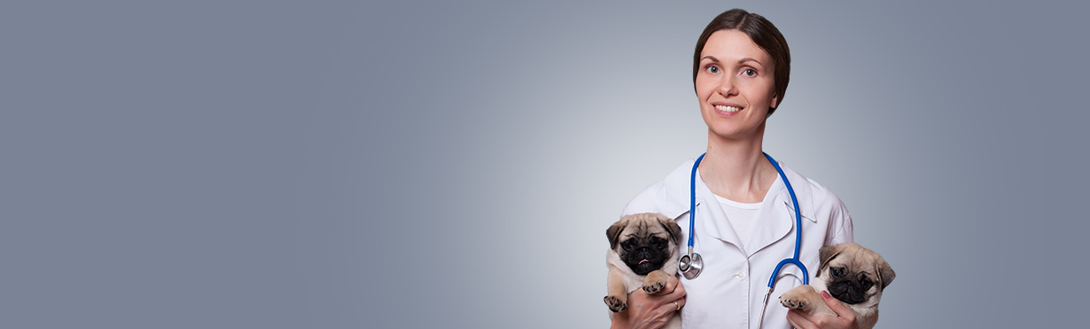 Especialização em Clínica e Cirurgia de Pequenos Animais