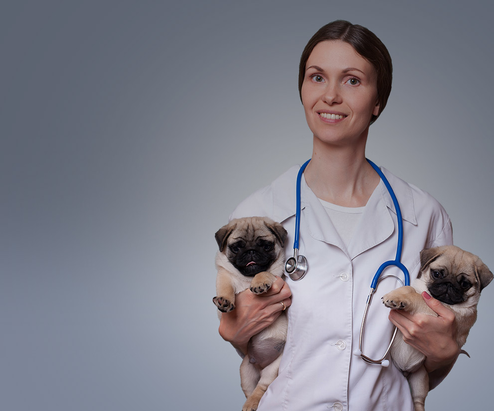 Especialização em Clínica e Cirurgia de Pequenos Animais