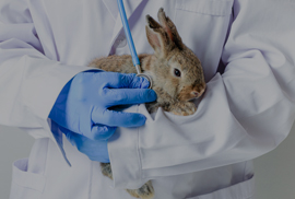 Especialização em Clínica e Cirurgia de Pequenos Animais